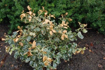 Aq. Argentea Marginata mot hjørnet av tomta