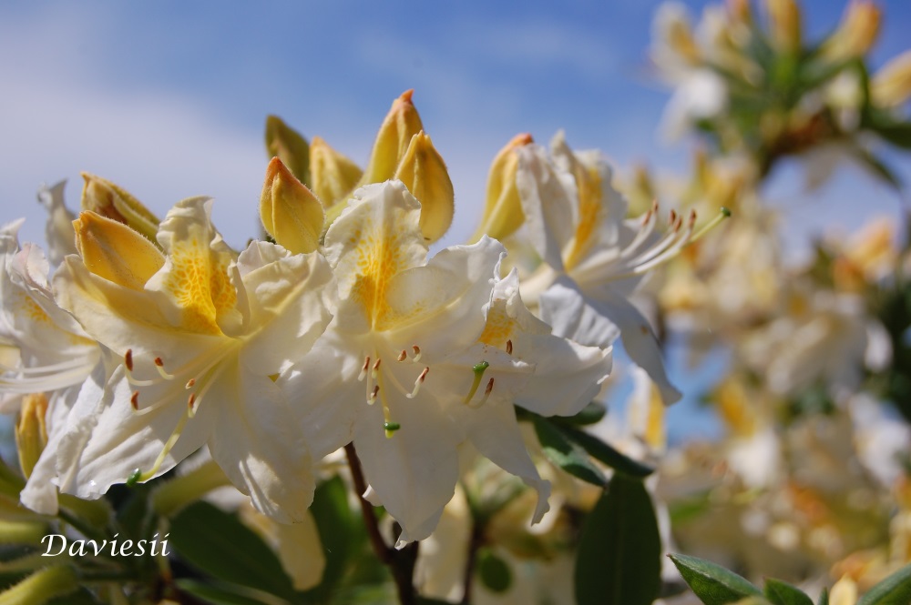 Daviesii II mai 2018