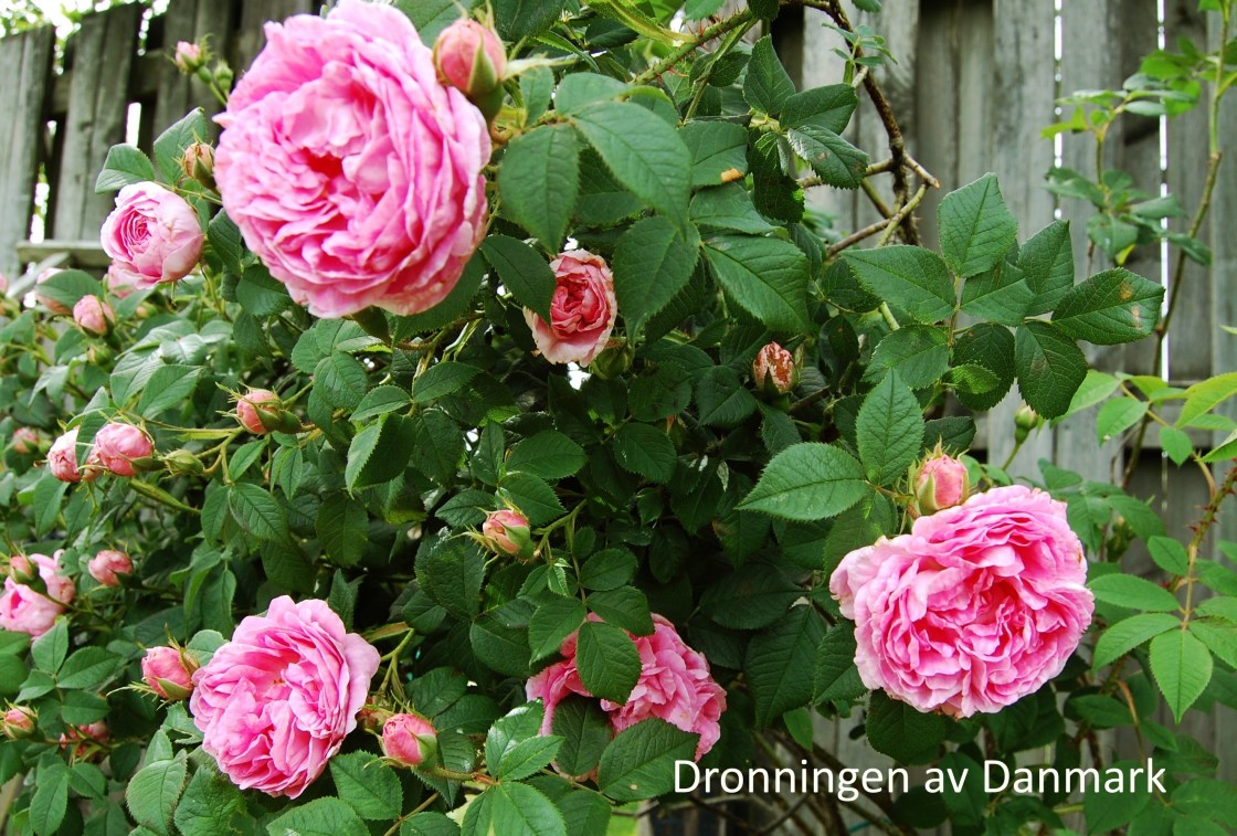 Dronningen av Danmark kopi