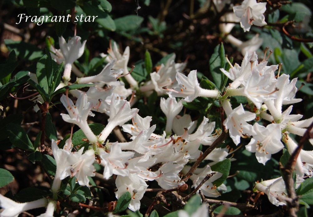 Fragrant star I mai 2018