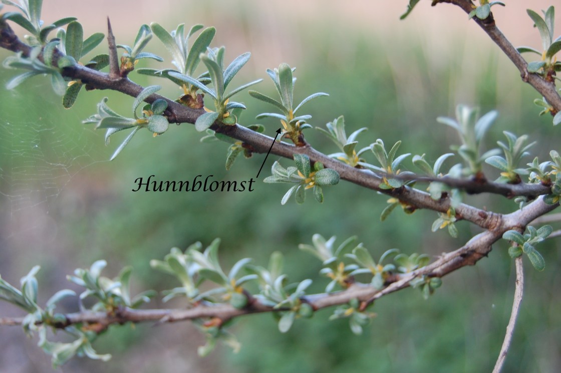 Hunn med tekst to lag jpg