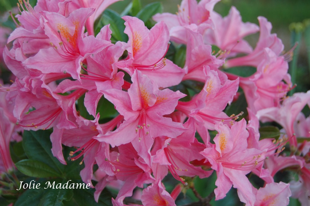 Jolie Madame I mai 2018