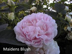 Maiden's_Blush