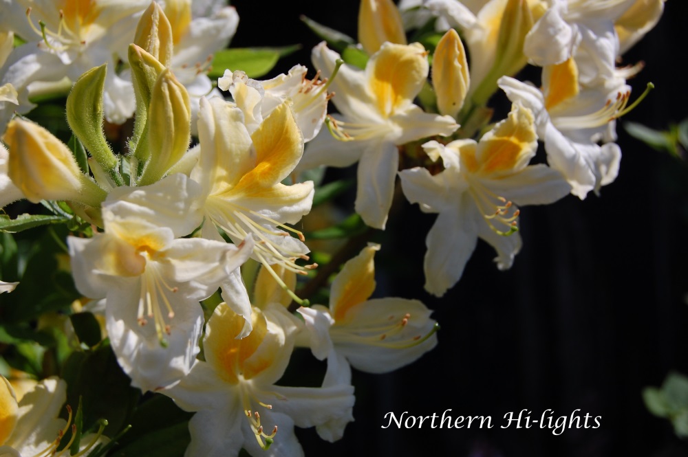 Northern Hi-lights I mai 2018