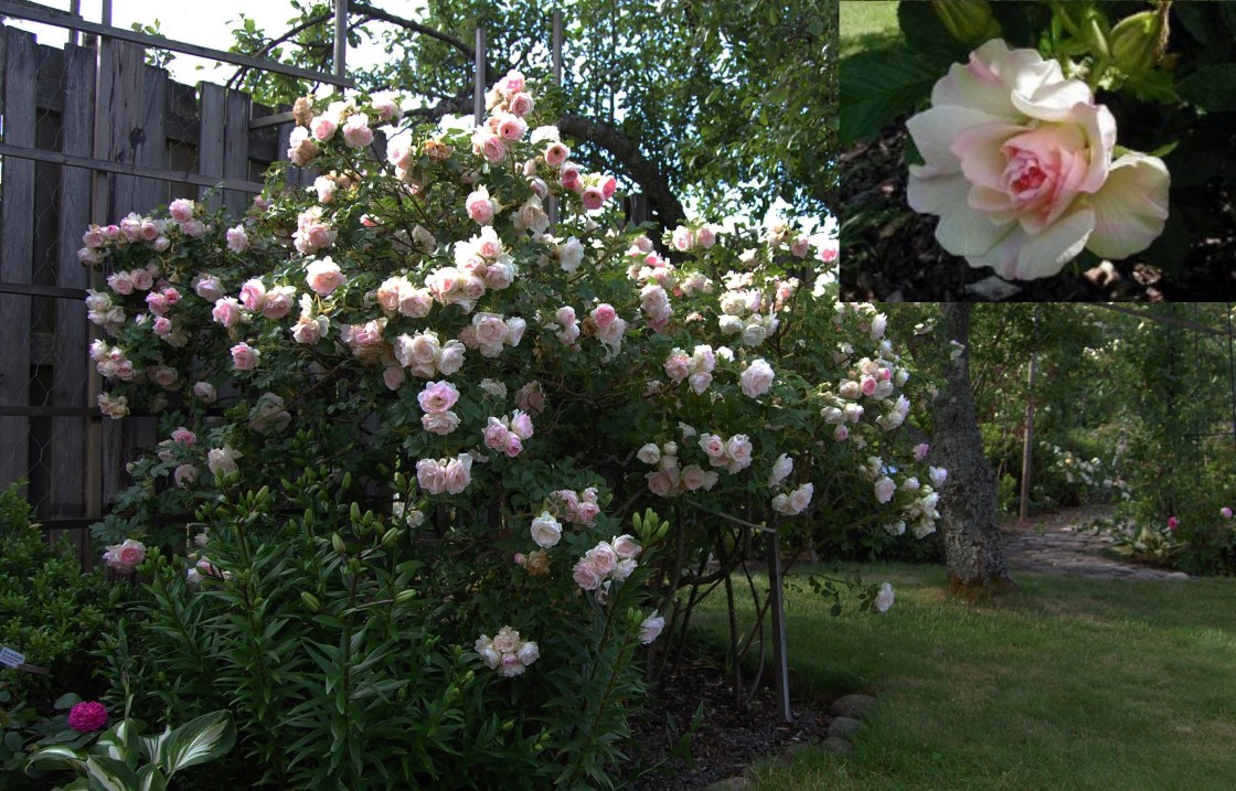 Ritausma med rose i hjørnet.jpg