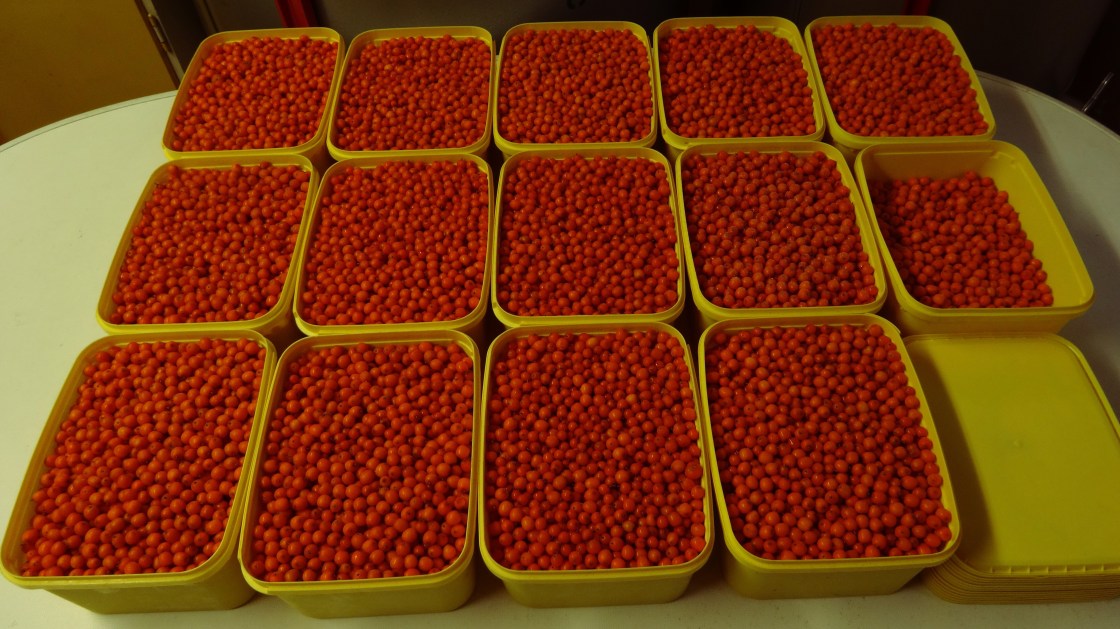 Ferdigrensa bær.jpg