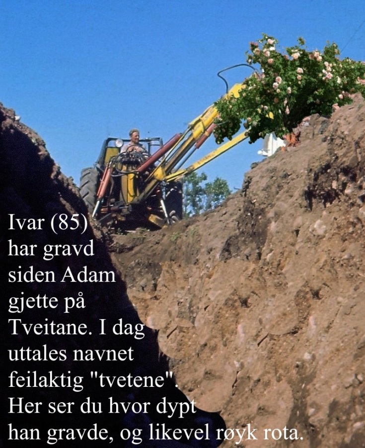 Ivar graver F med rot og tekst