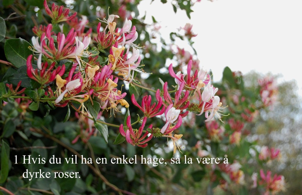 Kaprifolium kopi med tekst