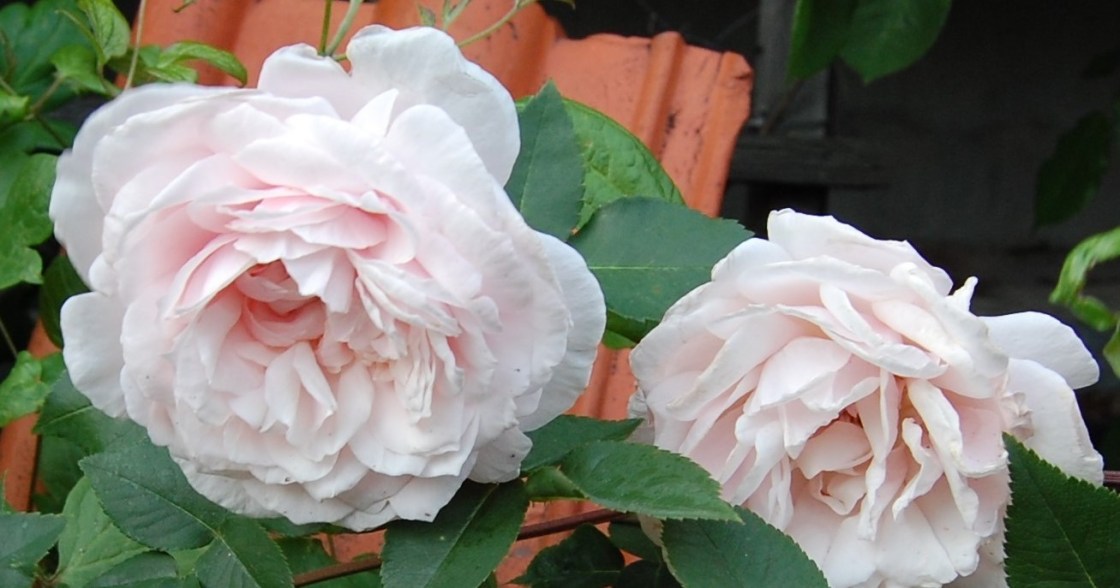 Souvenir de Malmaison 24.6.18 III