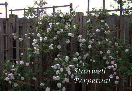 Stanwell Perpetual kopi 2.jpg