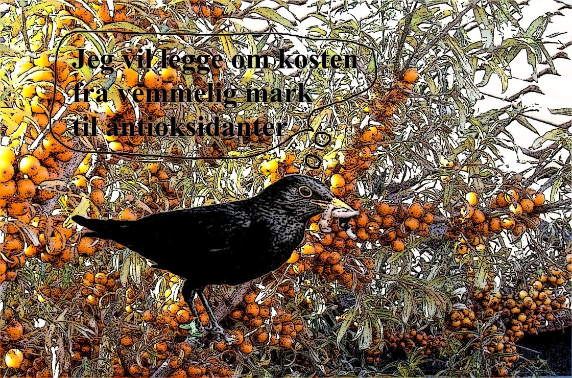 Svarttrost i tindveden med tekst beskjært tusj.jpg