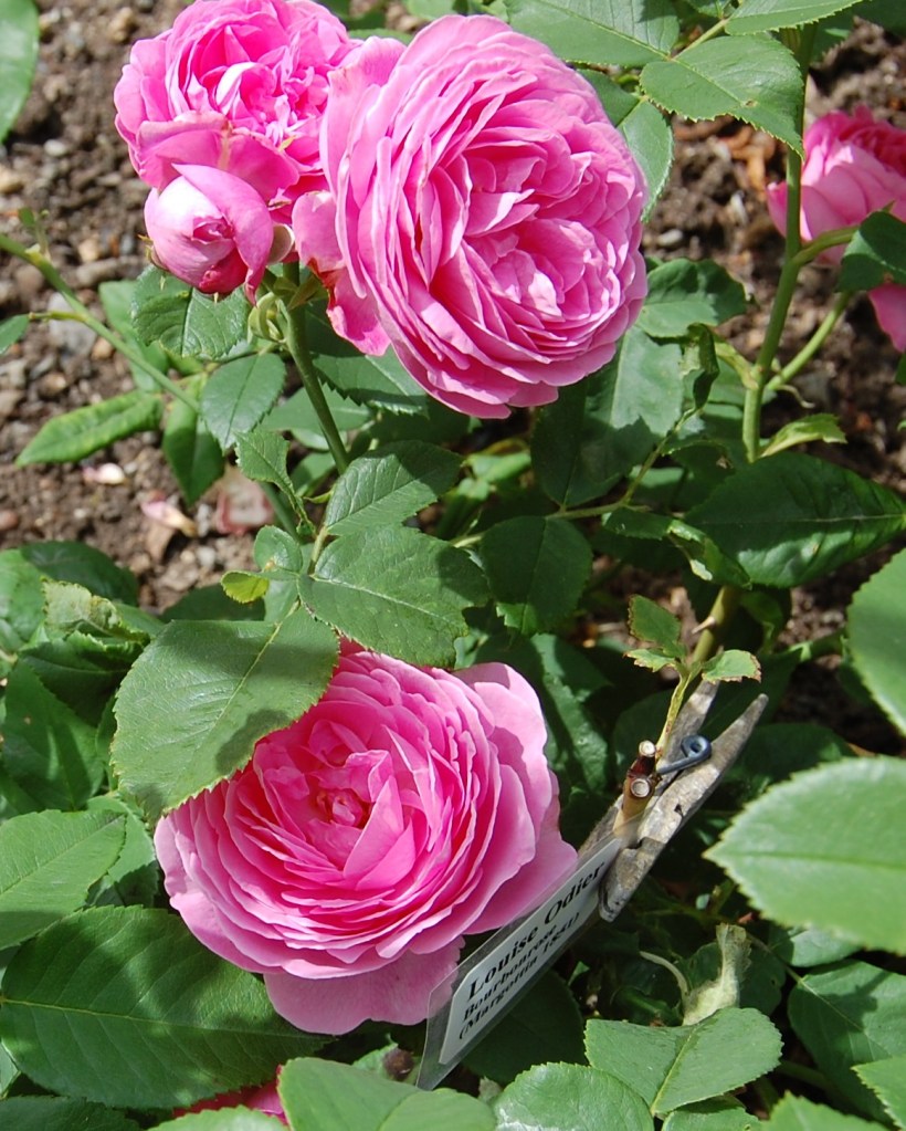 Louise Odier 24.6.18