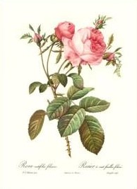Rosa Alba Regalis