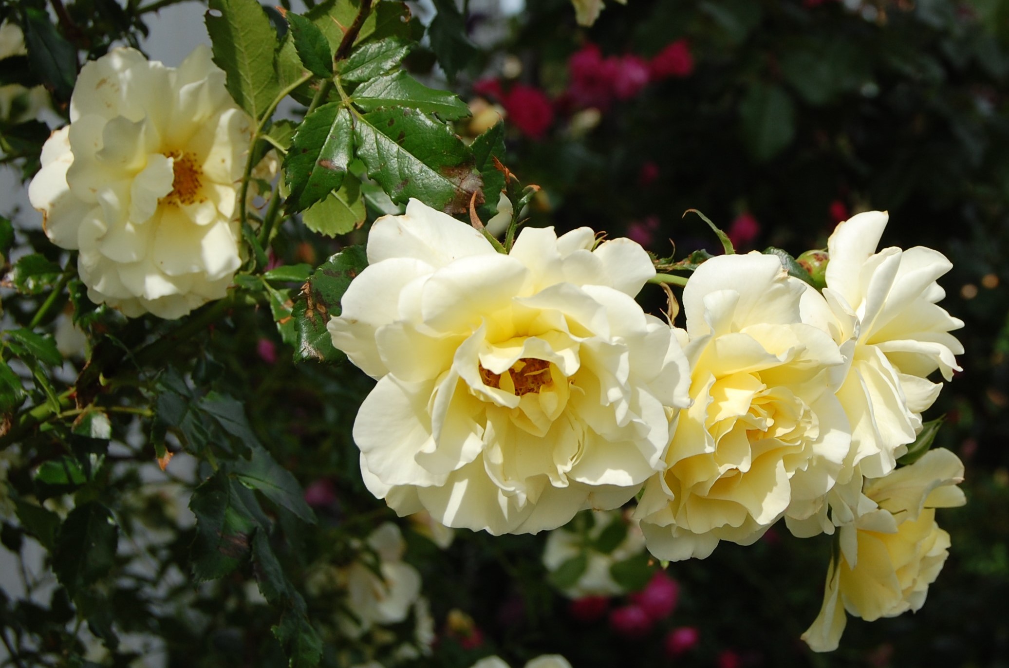 Leverkusen 24.6.18 a