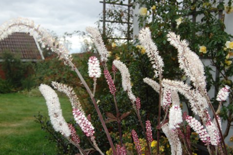 Ormedrue 3. okt 20 (2)